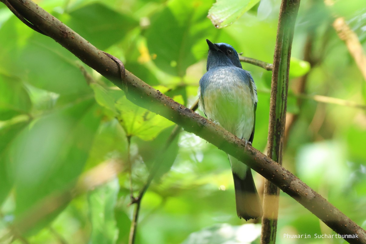 Hainan Blue Flycatcher - ML646450406