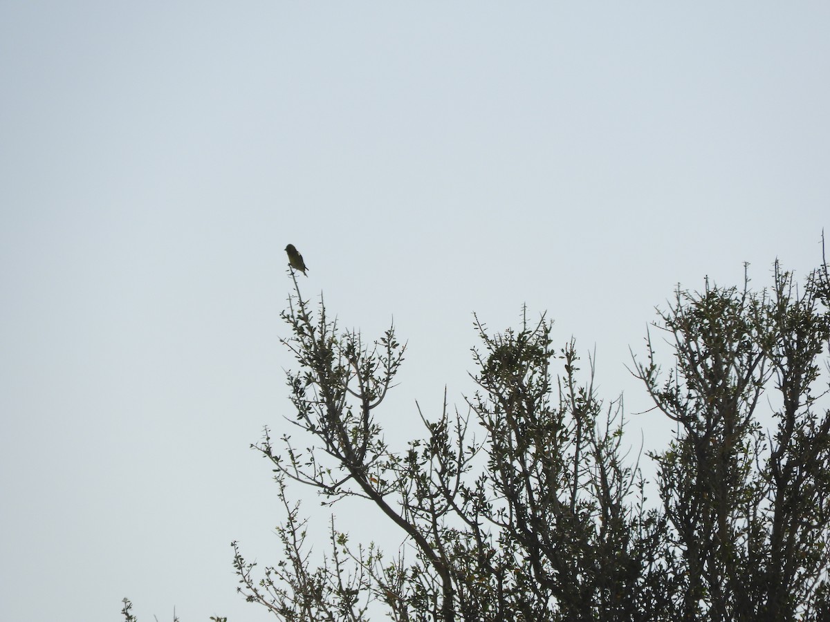 ヤッコヒワ - ML646450407