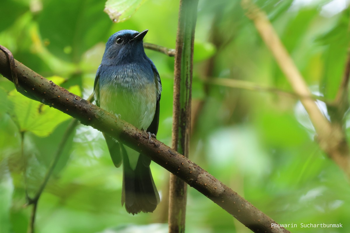 Hainan Blue Flycatcher - ML646450408