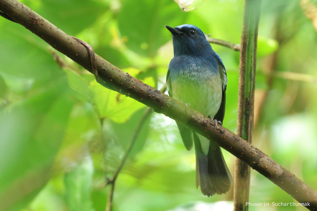 Hainan Blue Flycatcher - ML646450409