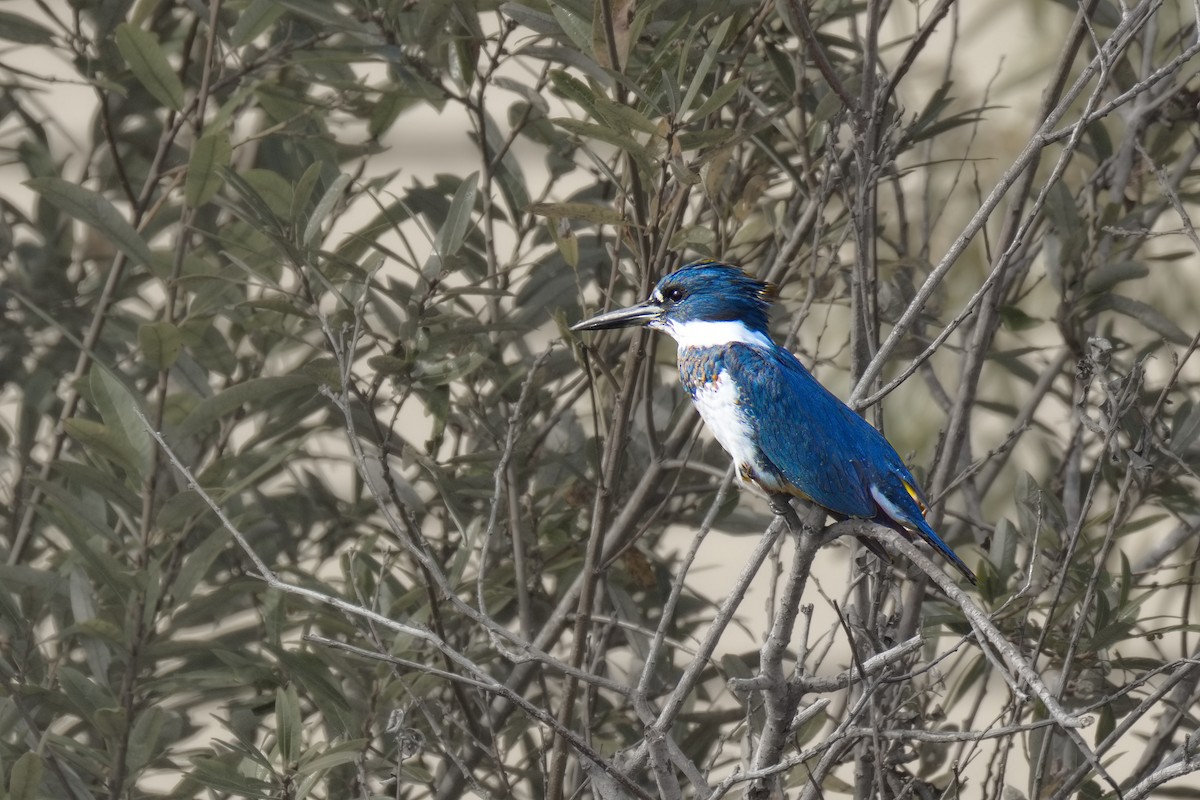 Belted Kingfisher - ML646450410