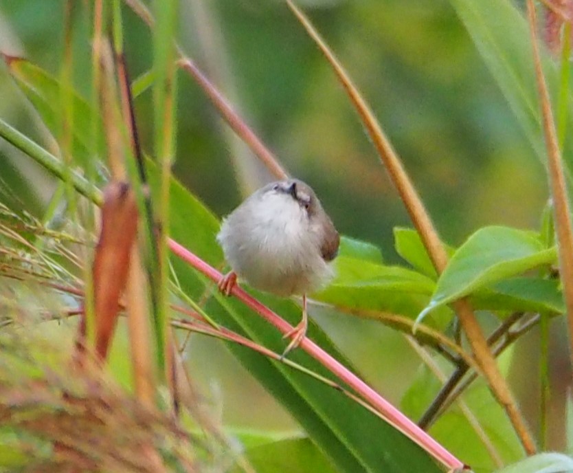Rufescent Prinia - ML646450411