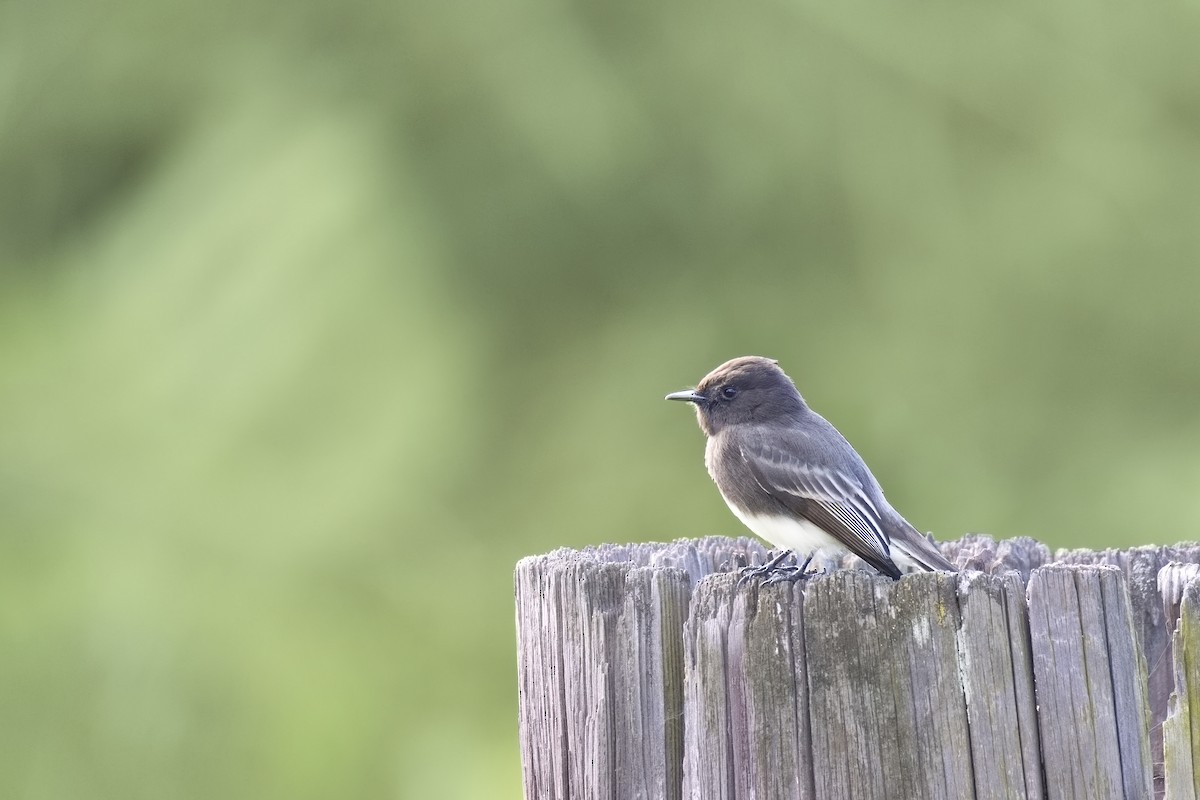 Black Phoebe - ML646450415