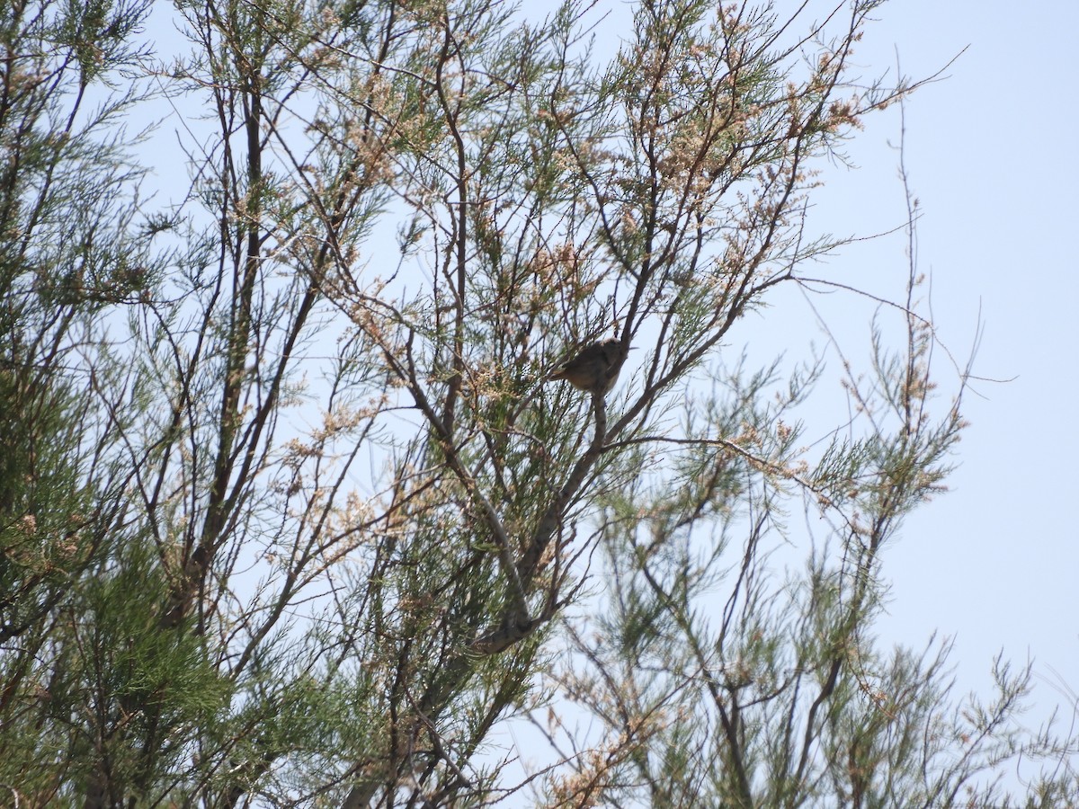 Southern House Wren - ML646450418