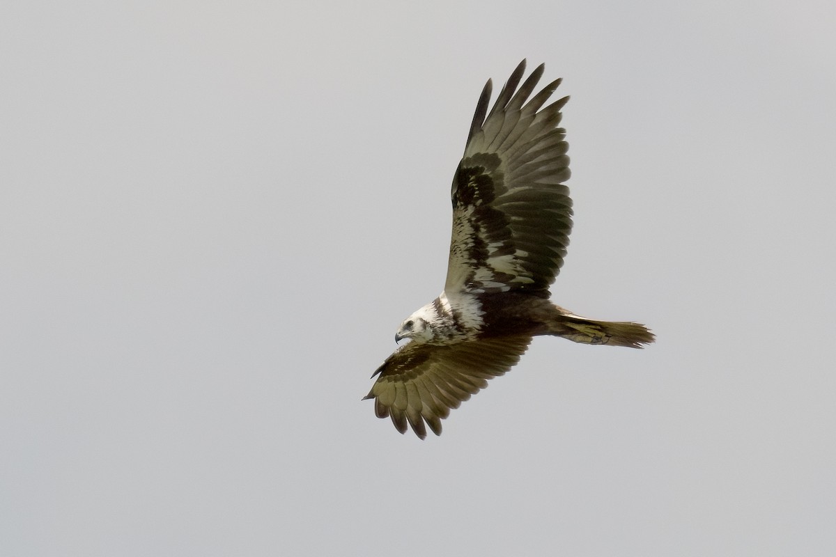 Eastern Marsh Harrier - ML646450419