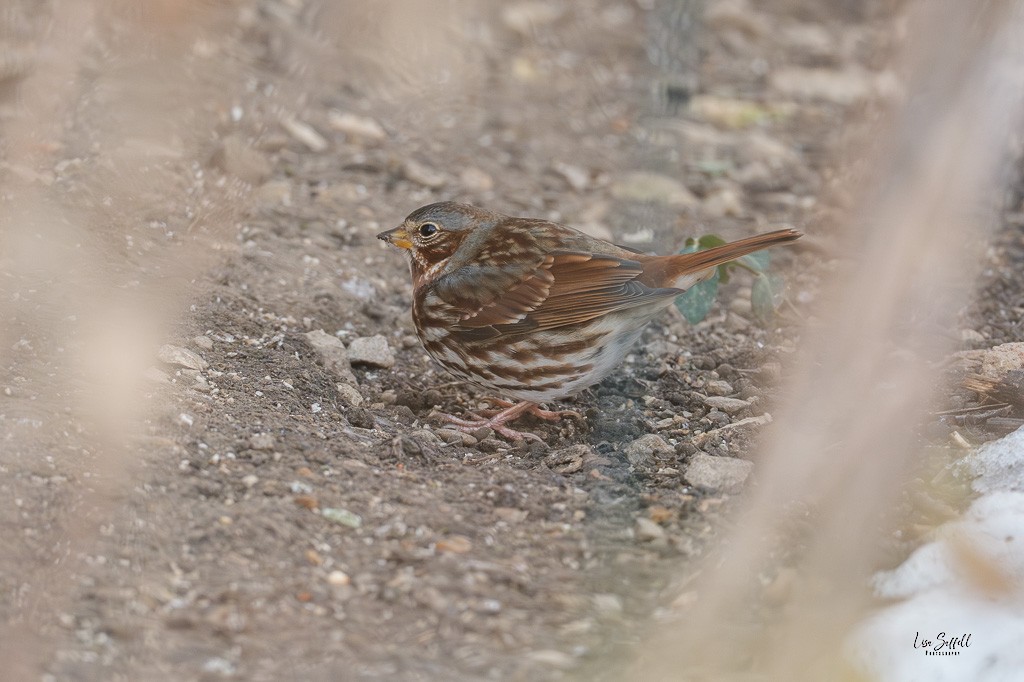 Passerella variabile (iliaca/zaboria) - ML646450420