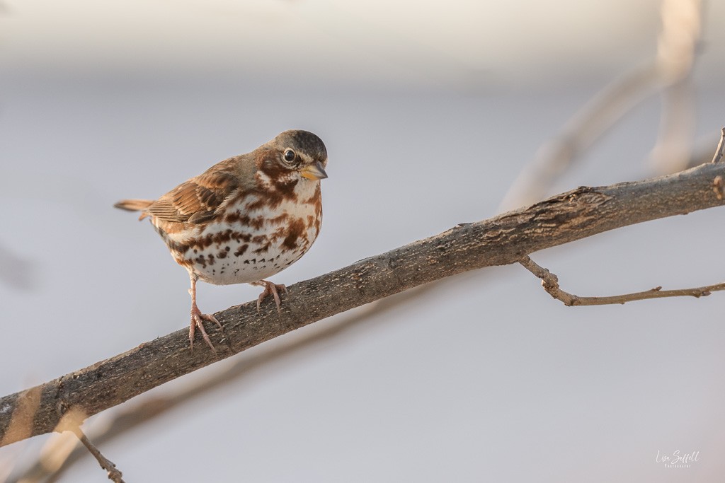 Passerella variabile (iliaca/zaboria) - ML646450421