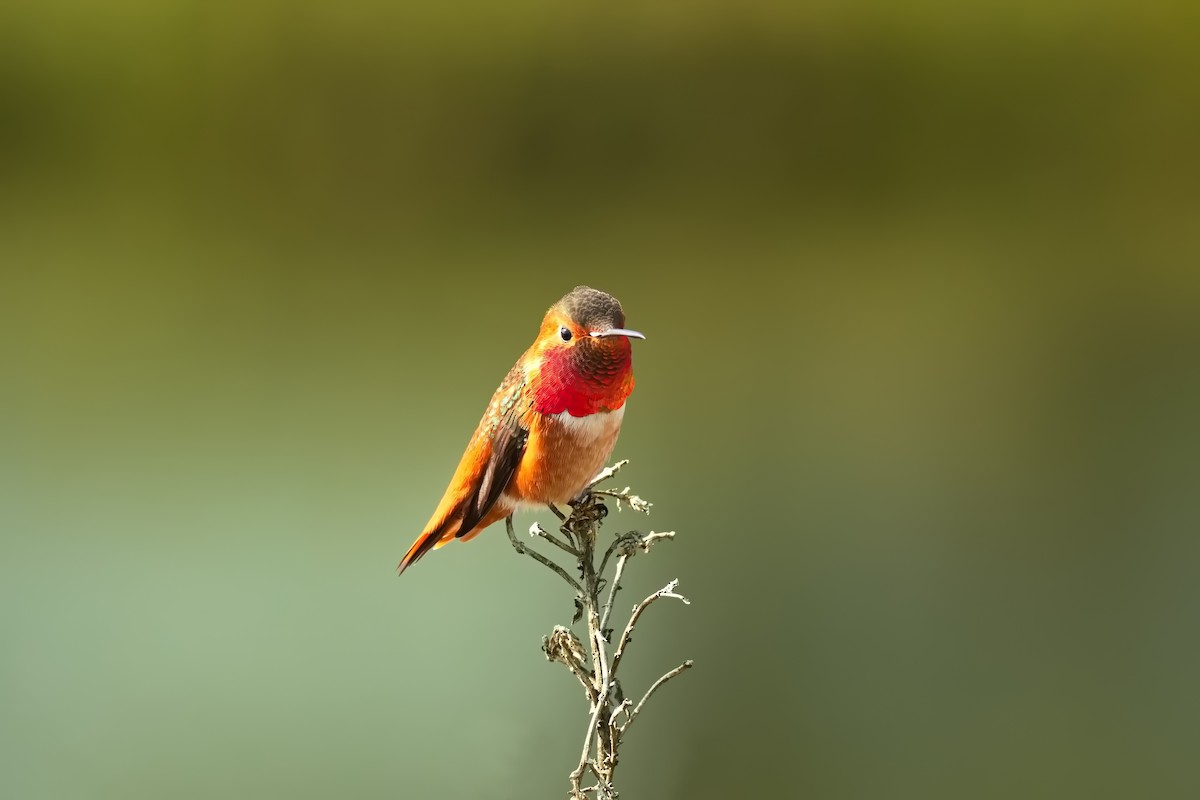 Allen's Hummingbird - ML646450422