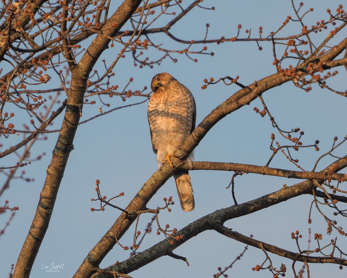 Cooper's Hawk - ML646450429