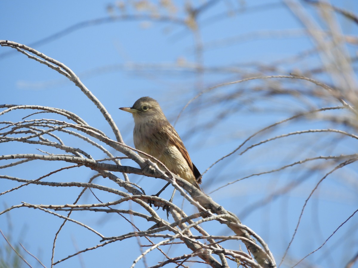 Spectacled Tyrant - ML646450433