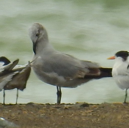 Gabbiano sghignazzante - ML646450434