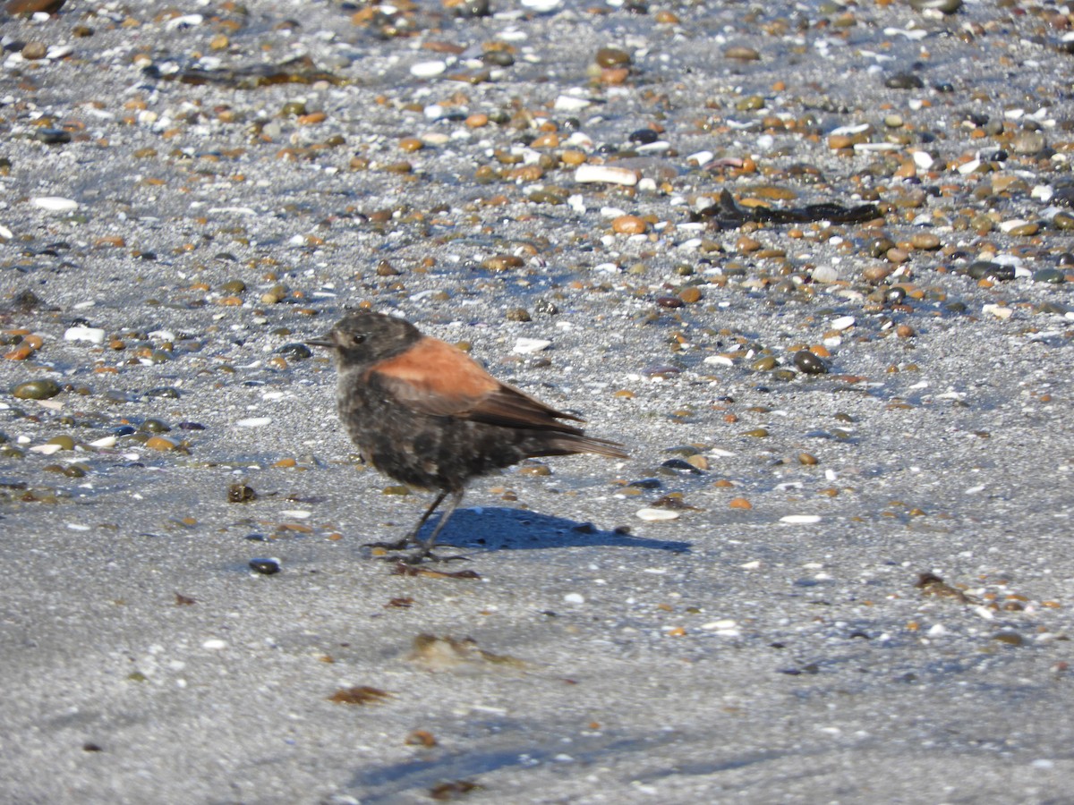 Austral Negrito - ML646450436