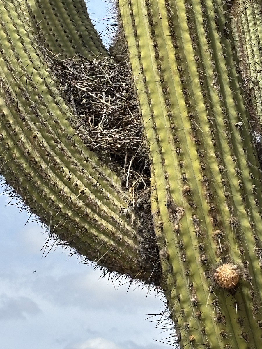 Streak-fronted Thornbird - ML646450437
