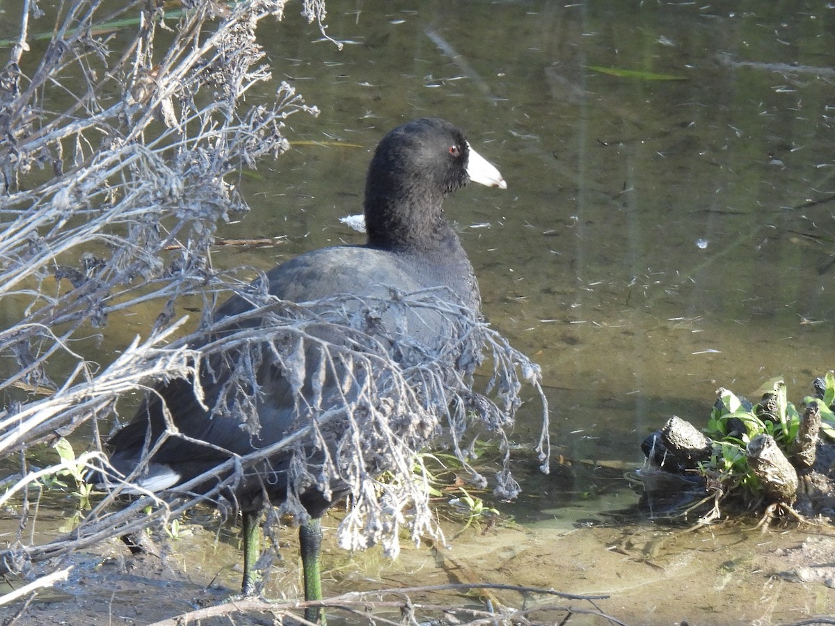アメリカオオバン - ML646450442