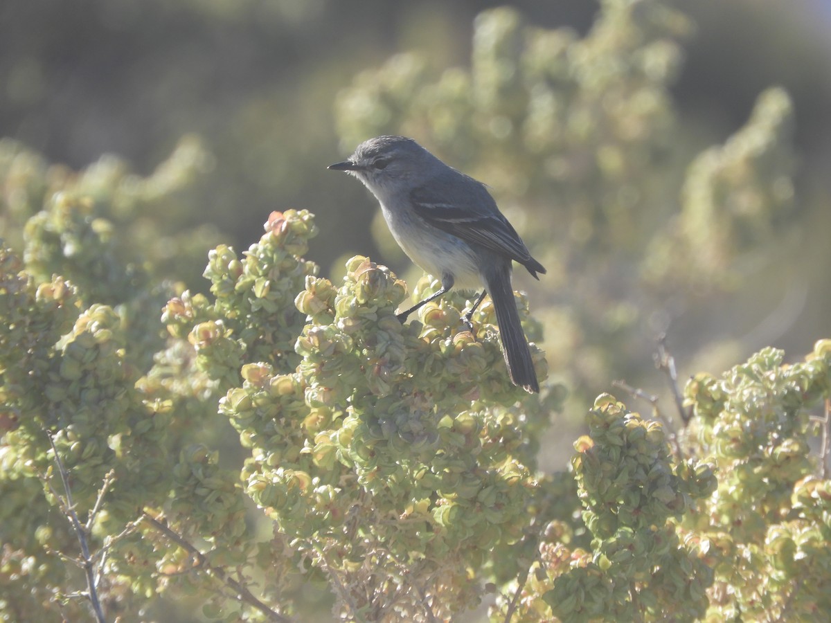 Straneck's Tyrannulet - ML646450444