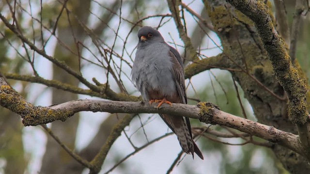 Aladoğan - ML646450452