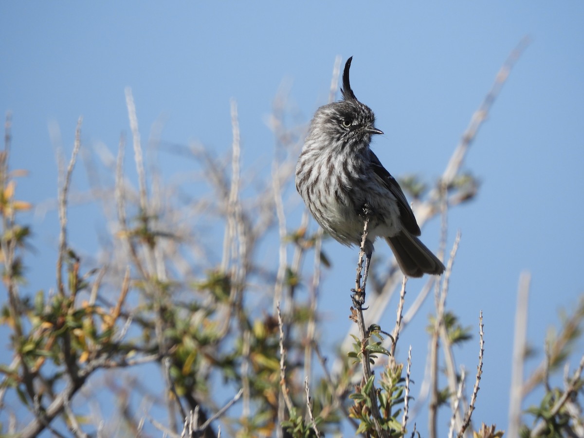 Tufted Tit-Tyrant - ML646450453