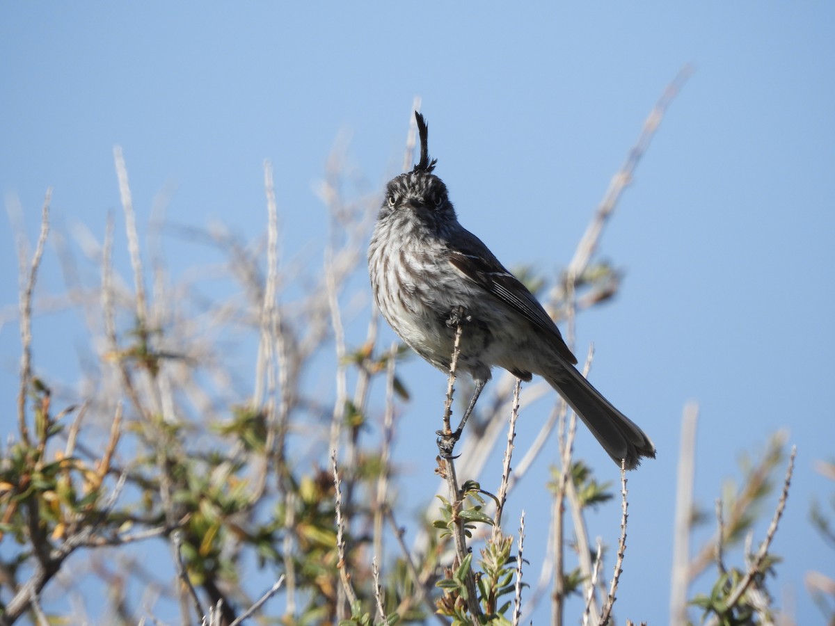 Tufted Tit-Tyrant - ML646450454