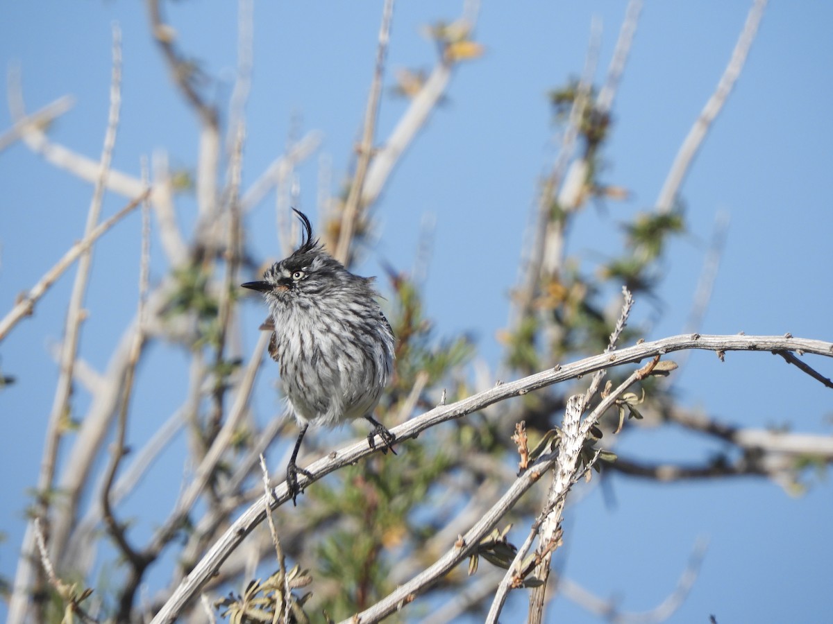 Tufted Tit-Tyrant - ML646450455