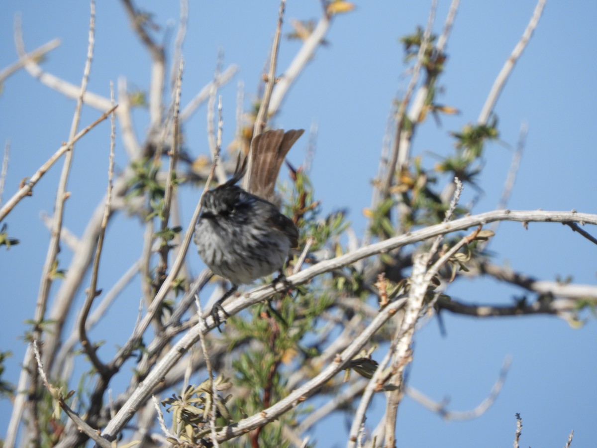 Tufted Tit-Tyrant - ML646450456