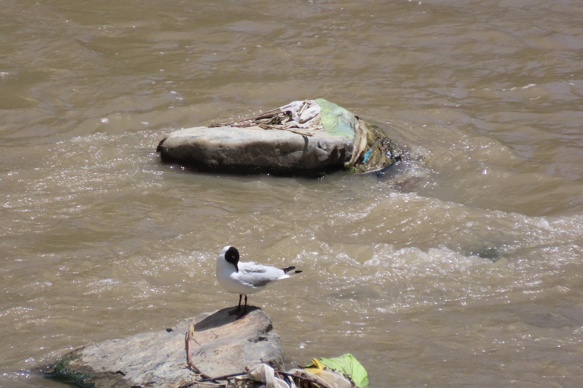 Andean Gull - ML646450457