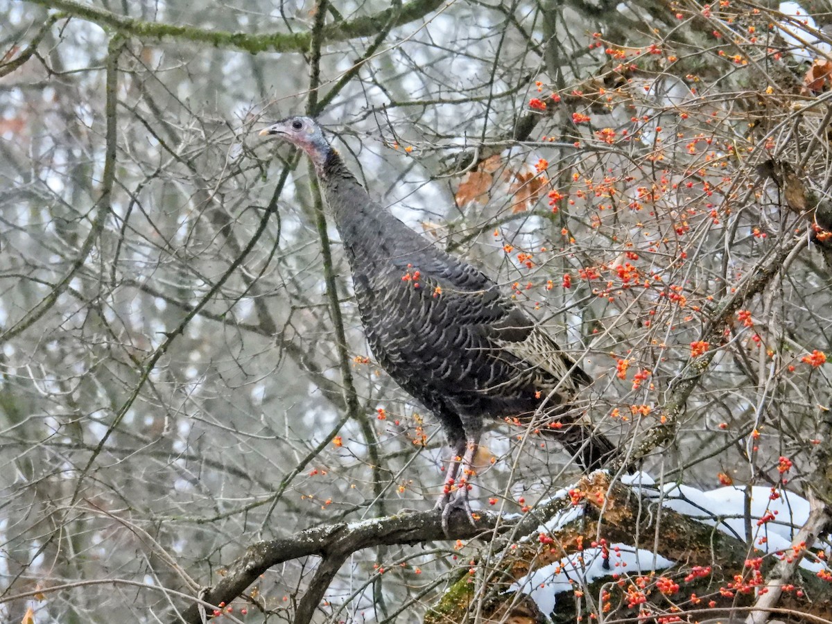 シチメンチョウ - ML646450460