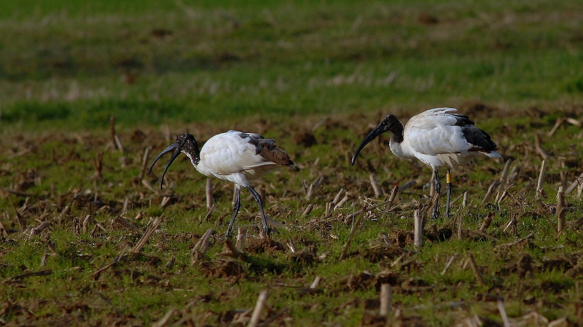 African Sacred Ibis - ML646450461