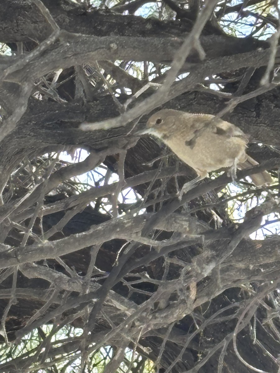 White-throated Cacholote - ML646450464