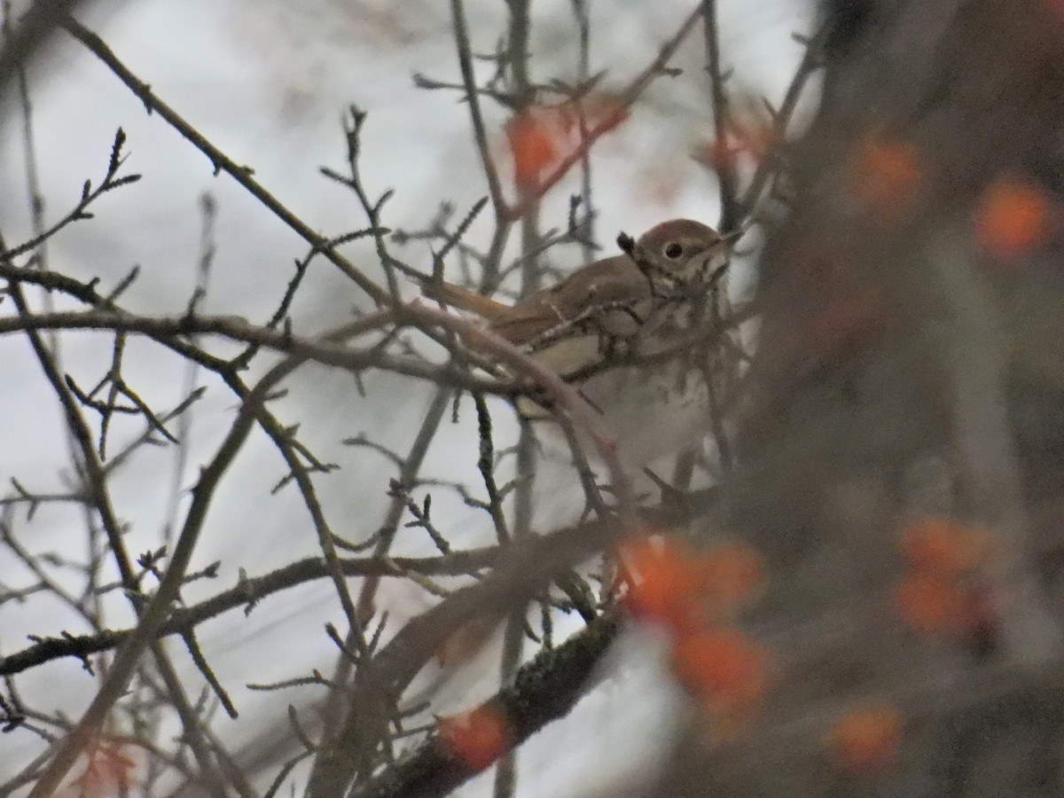 Einsiedler-Musendrossel - ML646450465