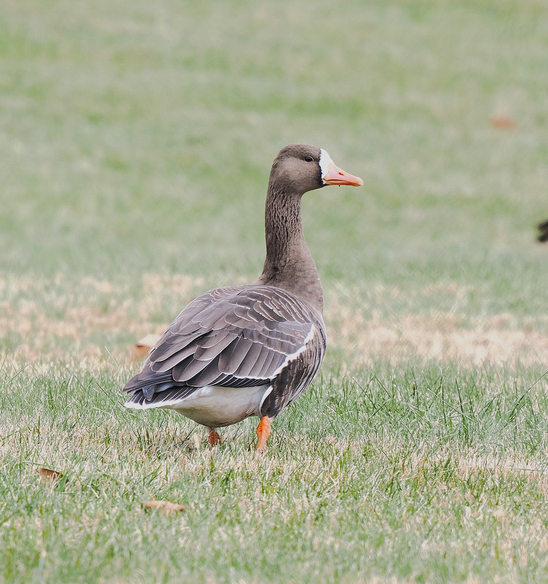 Greater White-fronted Goose - ML646450467
