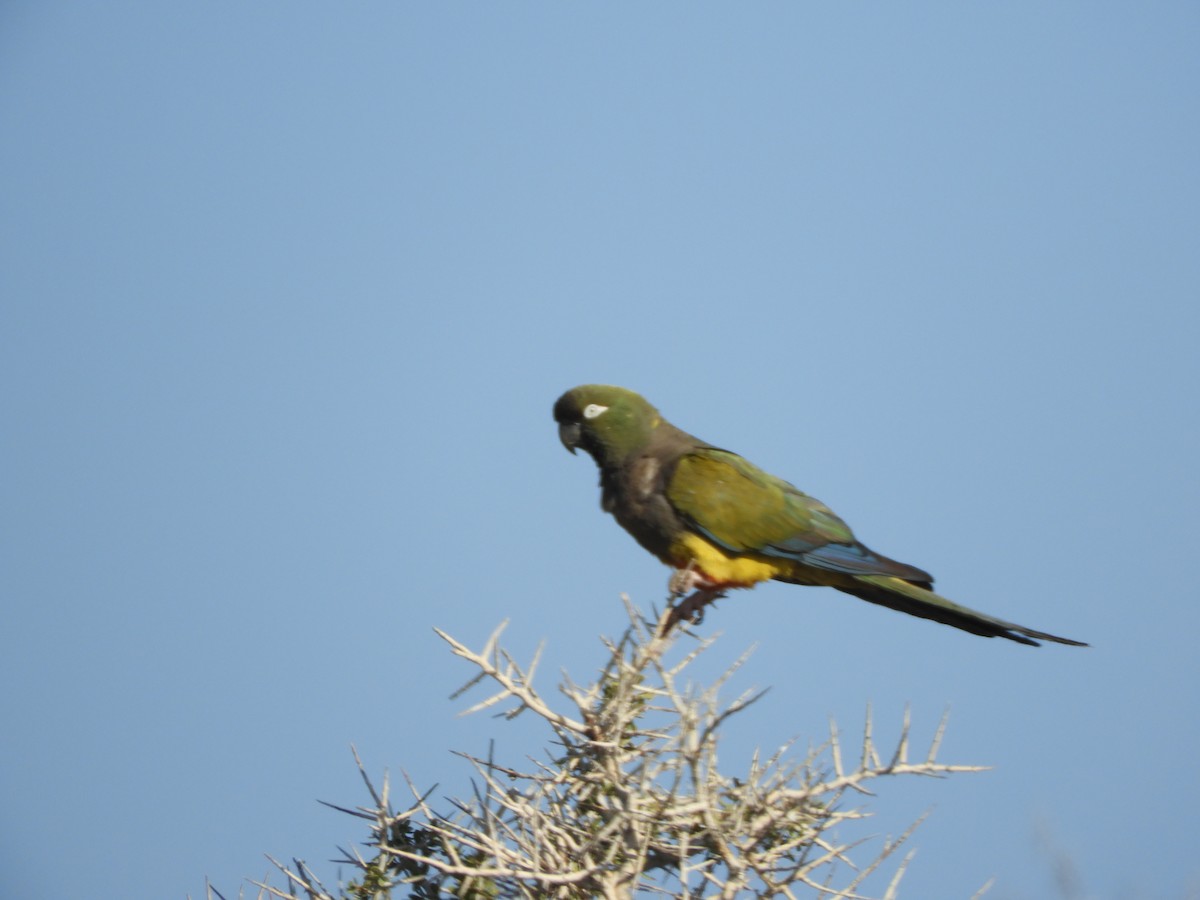 Burrowing Parakeet - ML646450468
