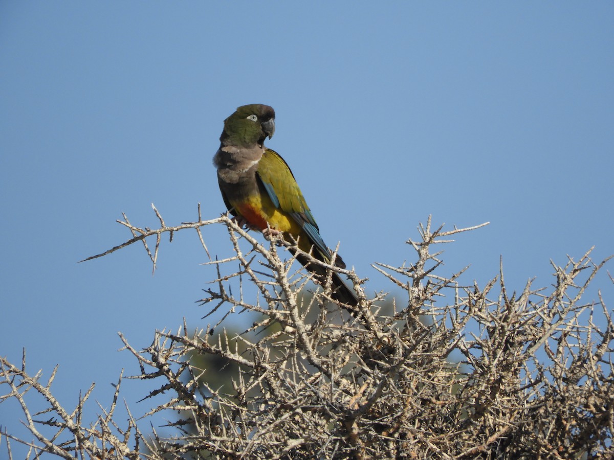 Burrowing Parakeet - ML646450469