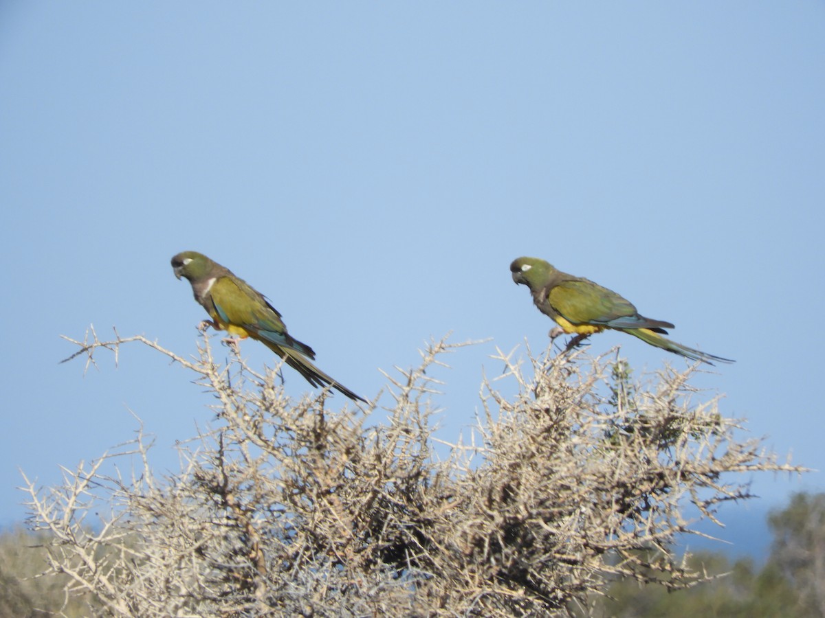 Burrowing Parakeet - ML646450470