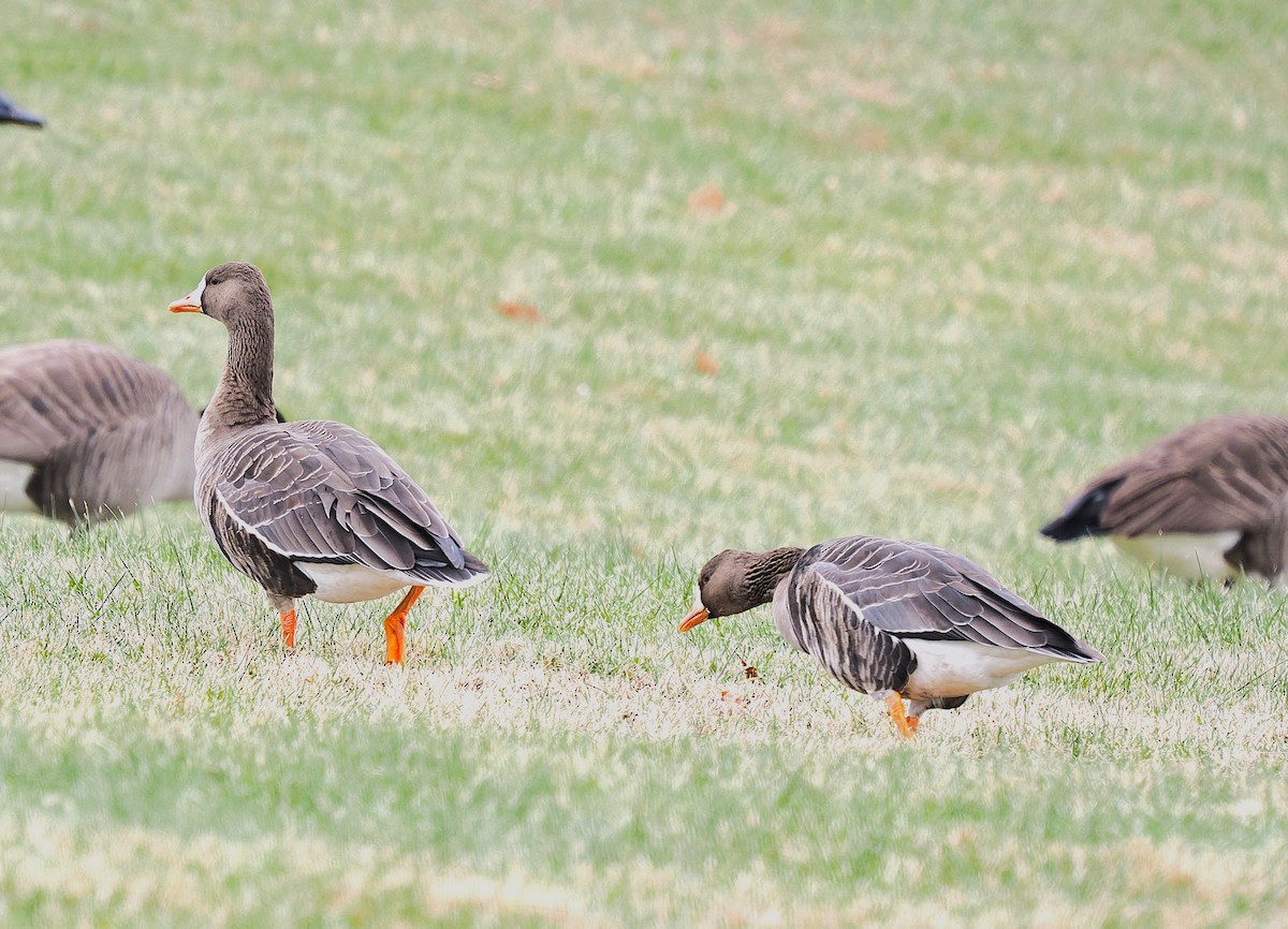 Greater White-fronted Goose - ML646450472