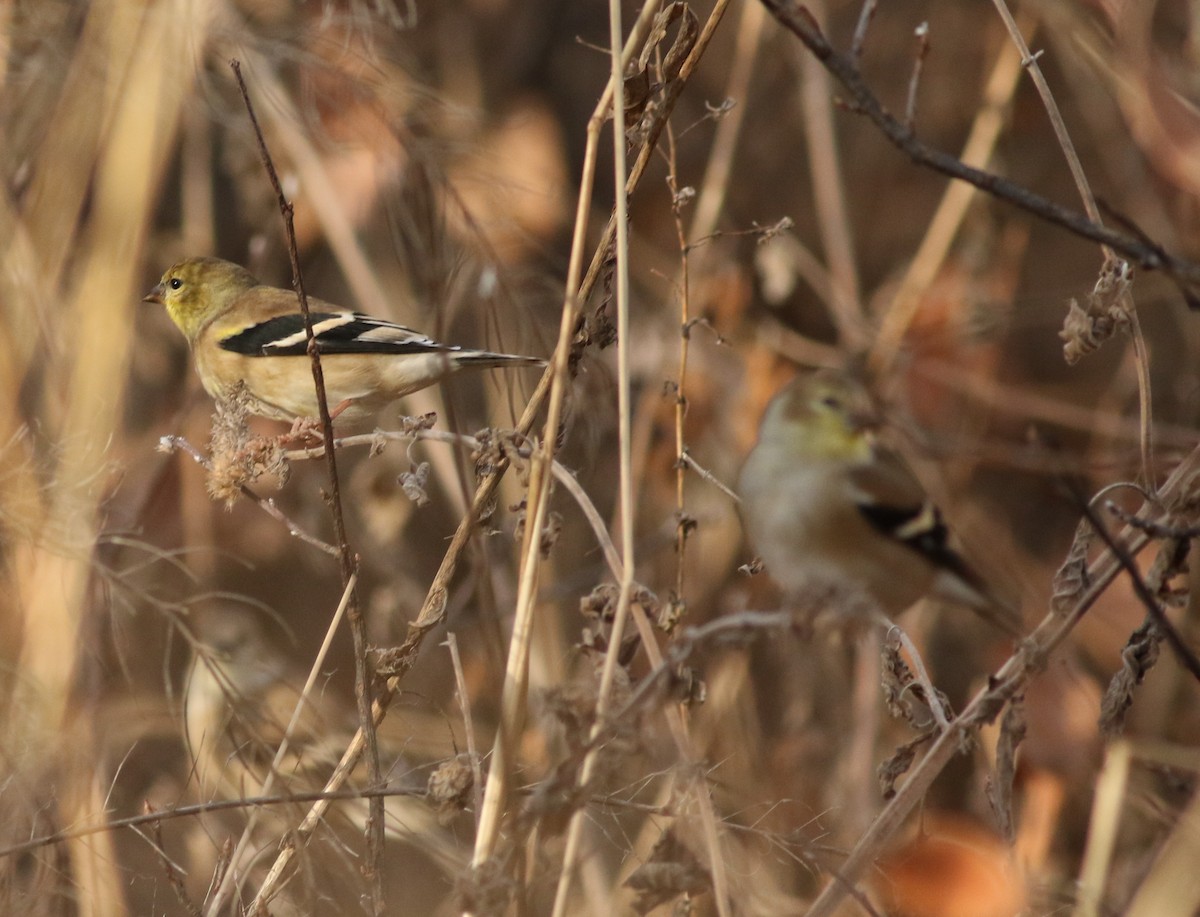 American Goldfinch - ML646450474
