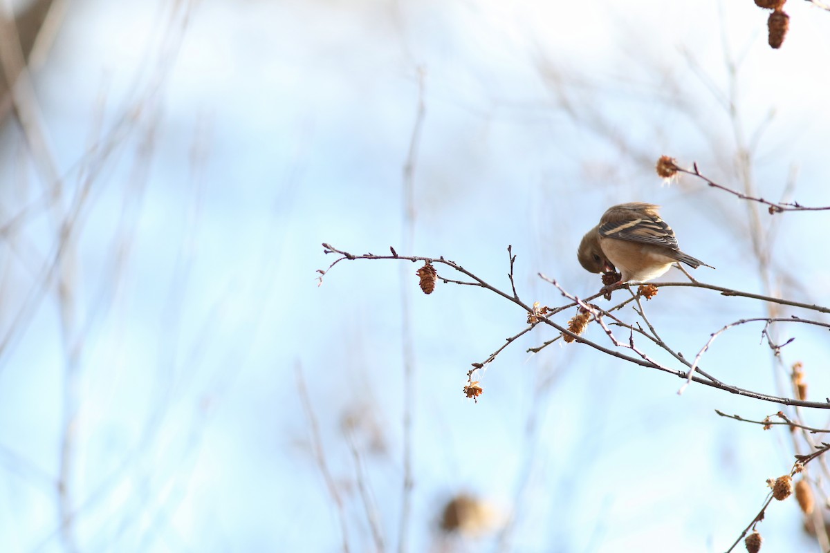 American Goldfinch - ML646450476