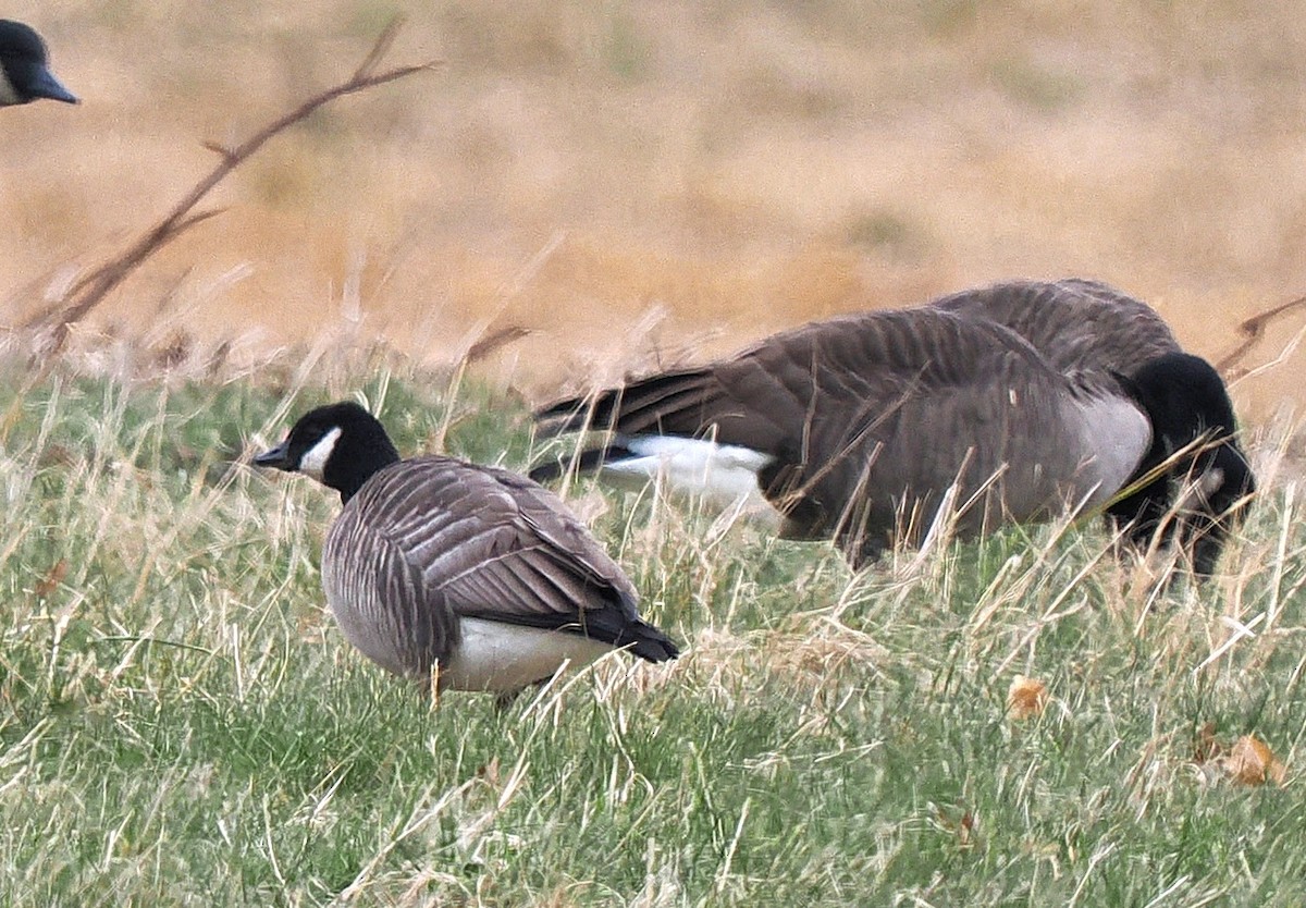 Cackling Goose - ML646450477