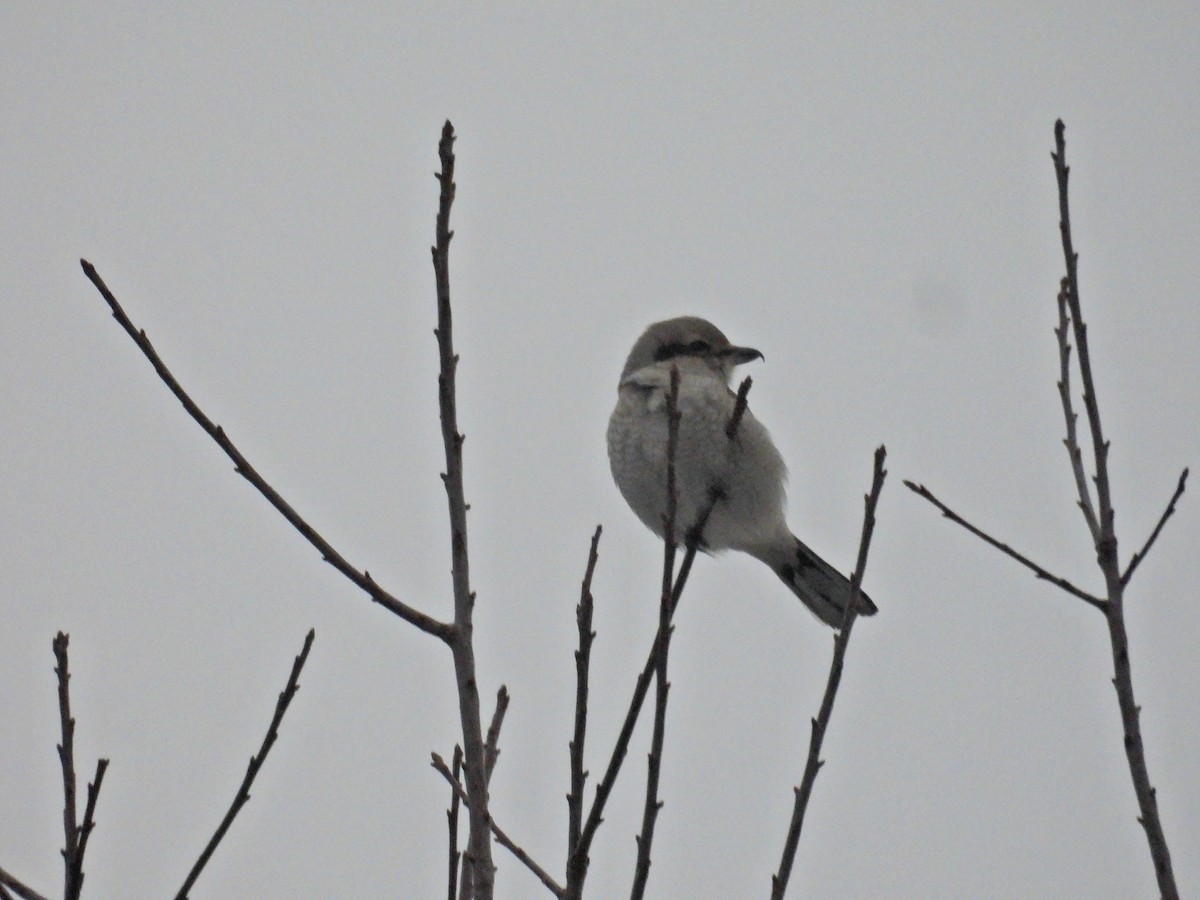 Northern Shrike - ML646450479