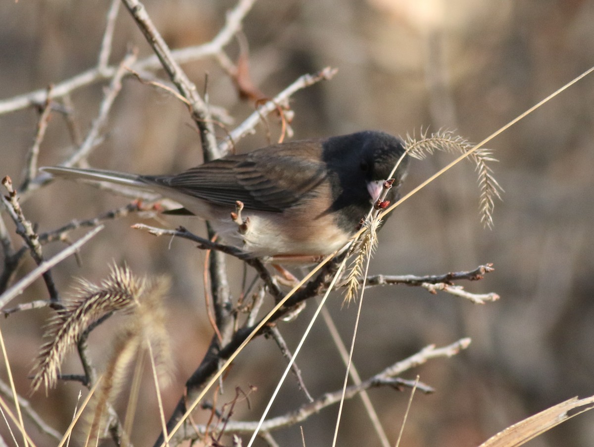 Dark-eyed Junco (Oregon) - ML646450488