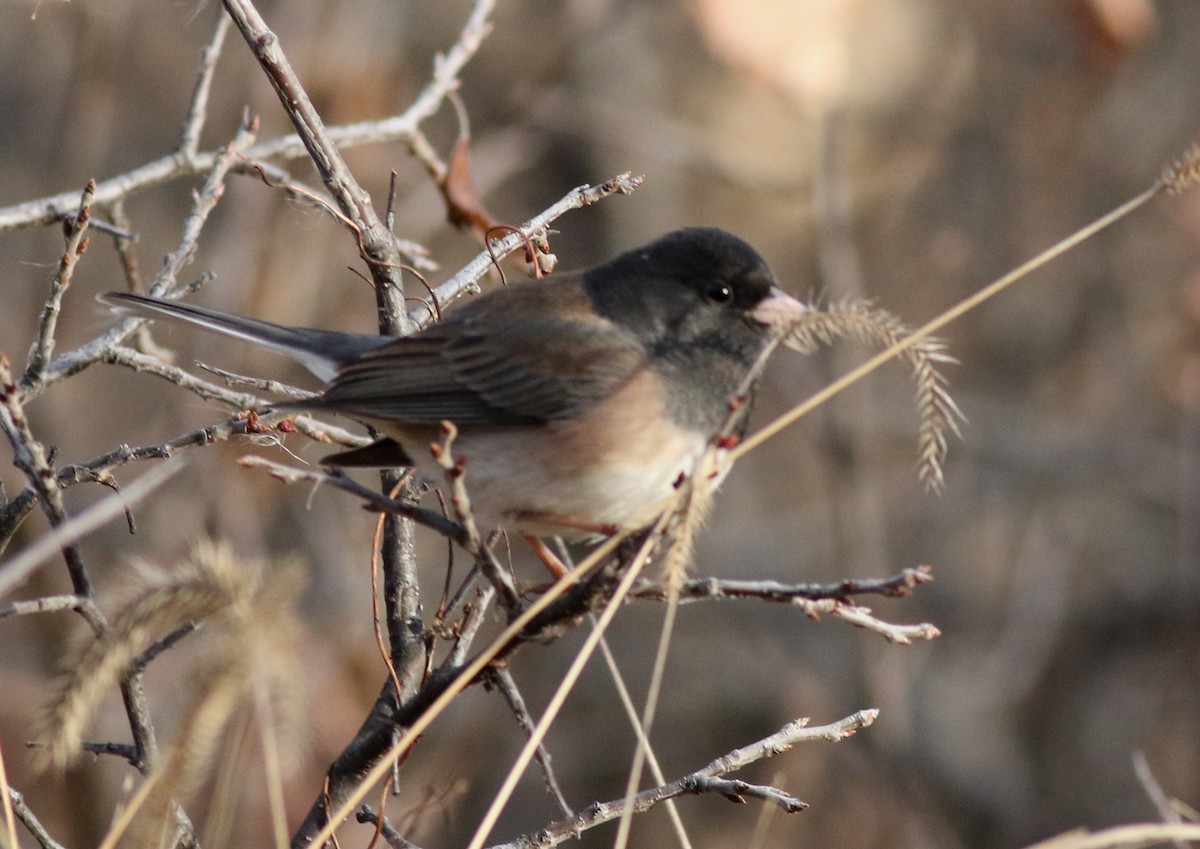 Dark-eyed Junco (Oregon) - ML646450489