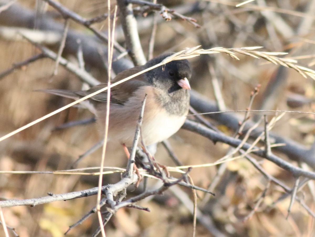 Dark-eyed Junco (Oregon) - ML646450490