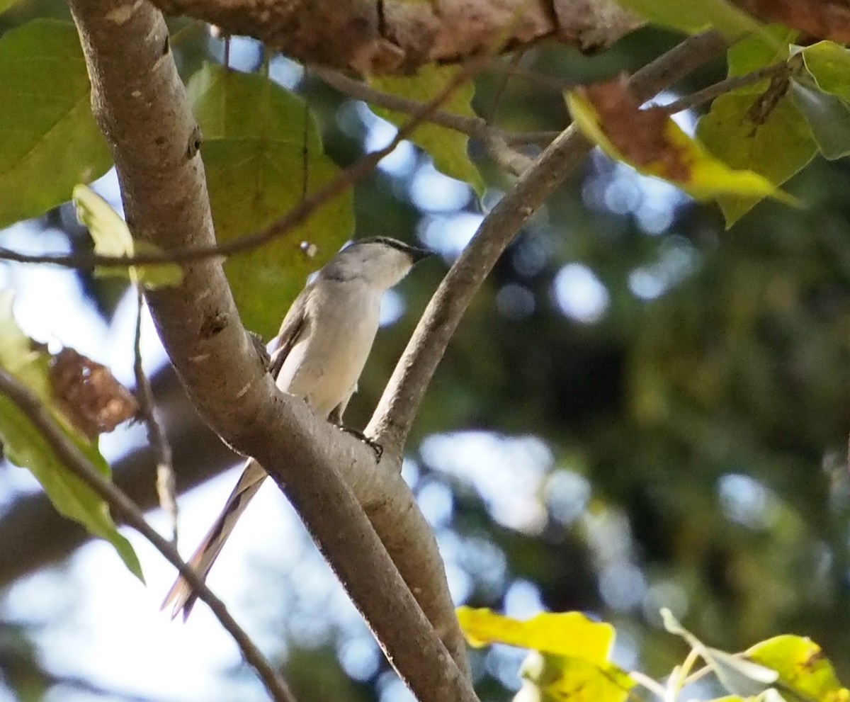 小灰山椒鳥 - ML646450494