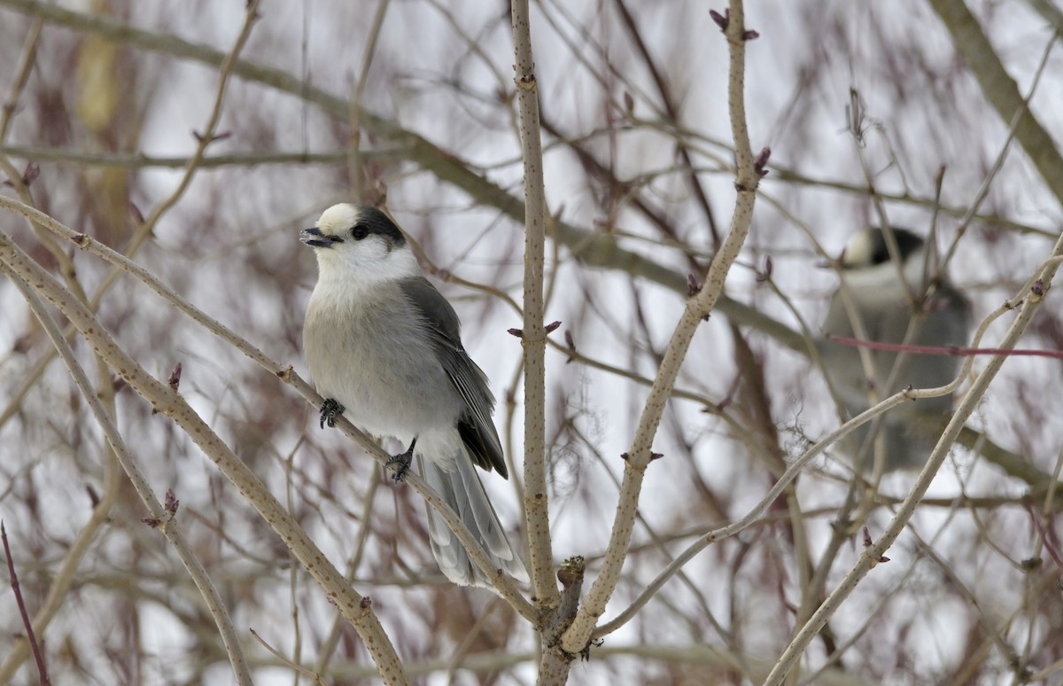 Canada Jay - ML646450497