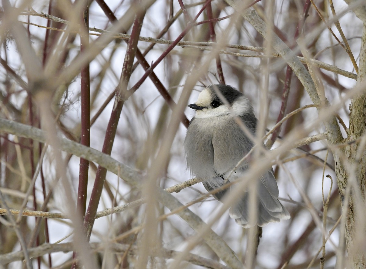 Canada Jay - ML646450499