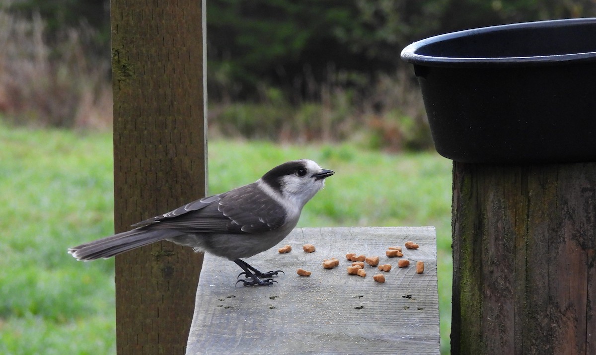Canada Jay - ML646450501