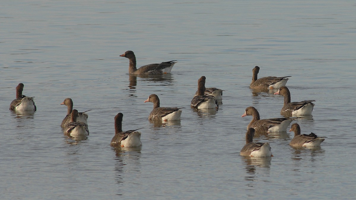 Greater White-fronted Goose - ML646450502