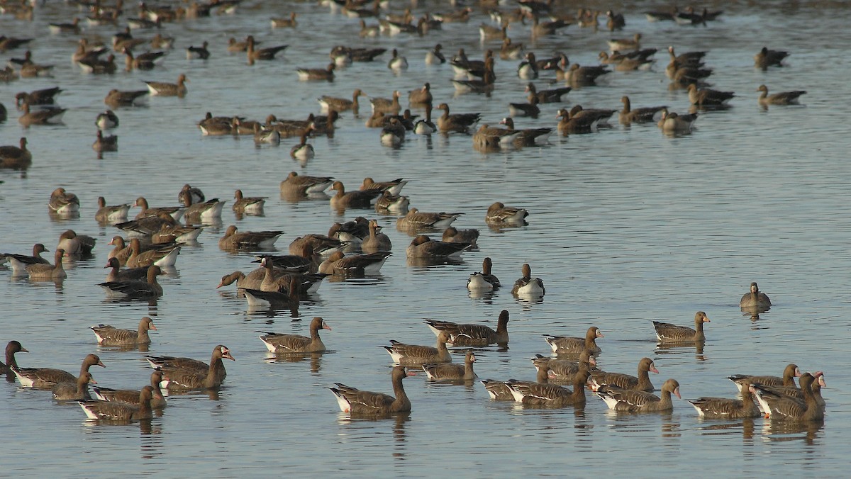 Greater White-fronted Goose - ML646450503
