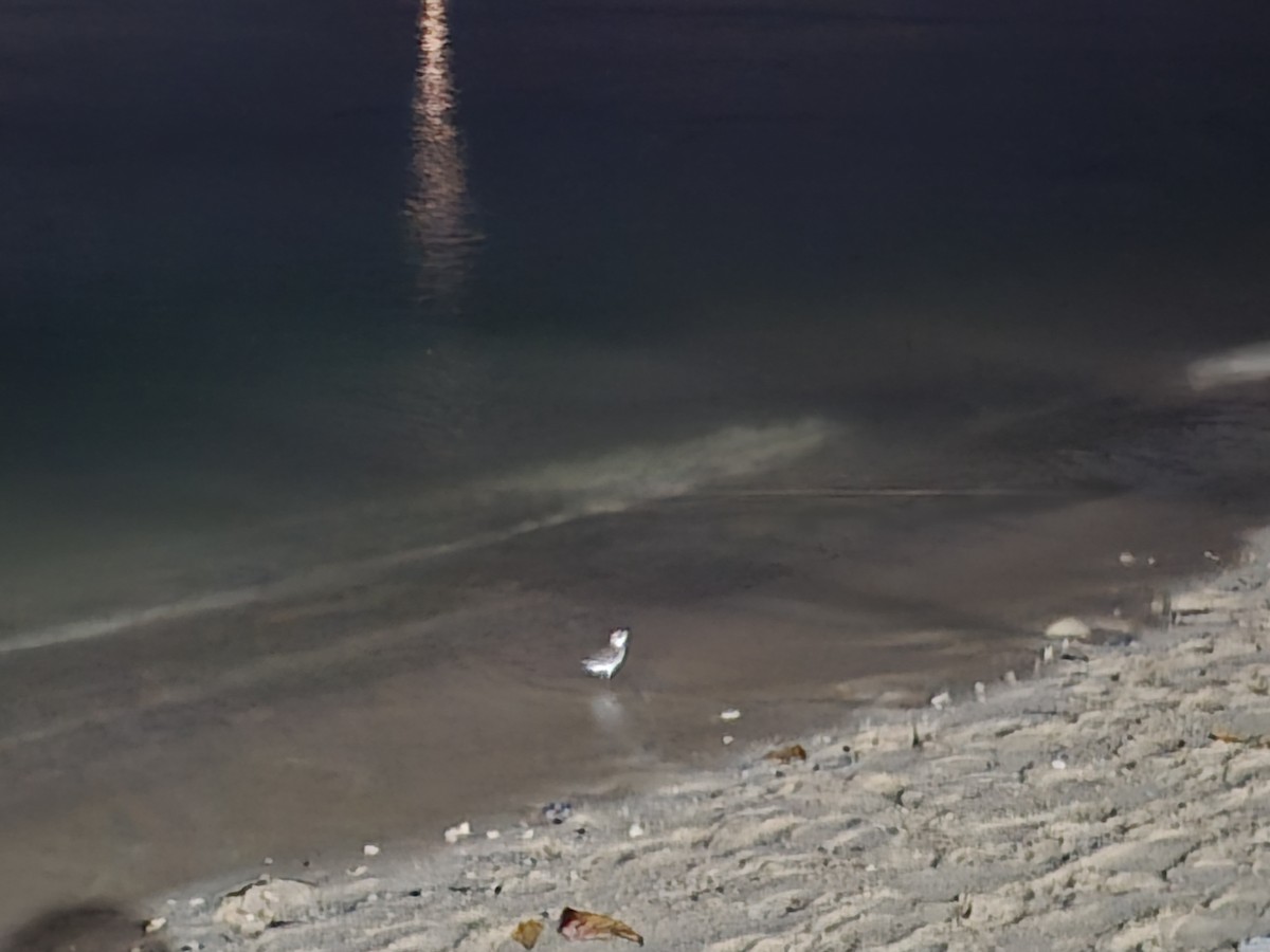 plover sp. - ML646450509