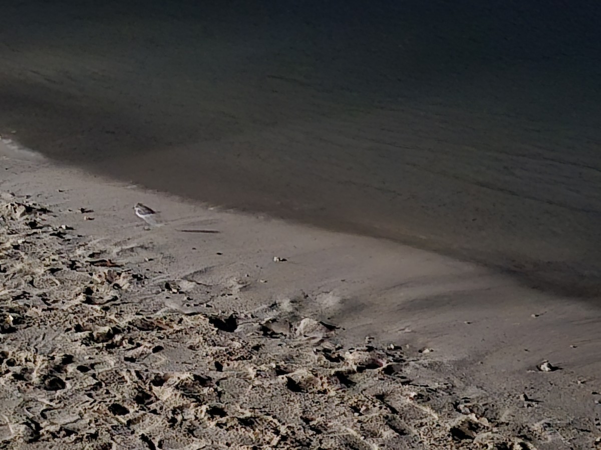 plover sp. - ML646450510