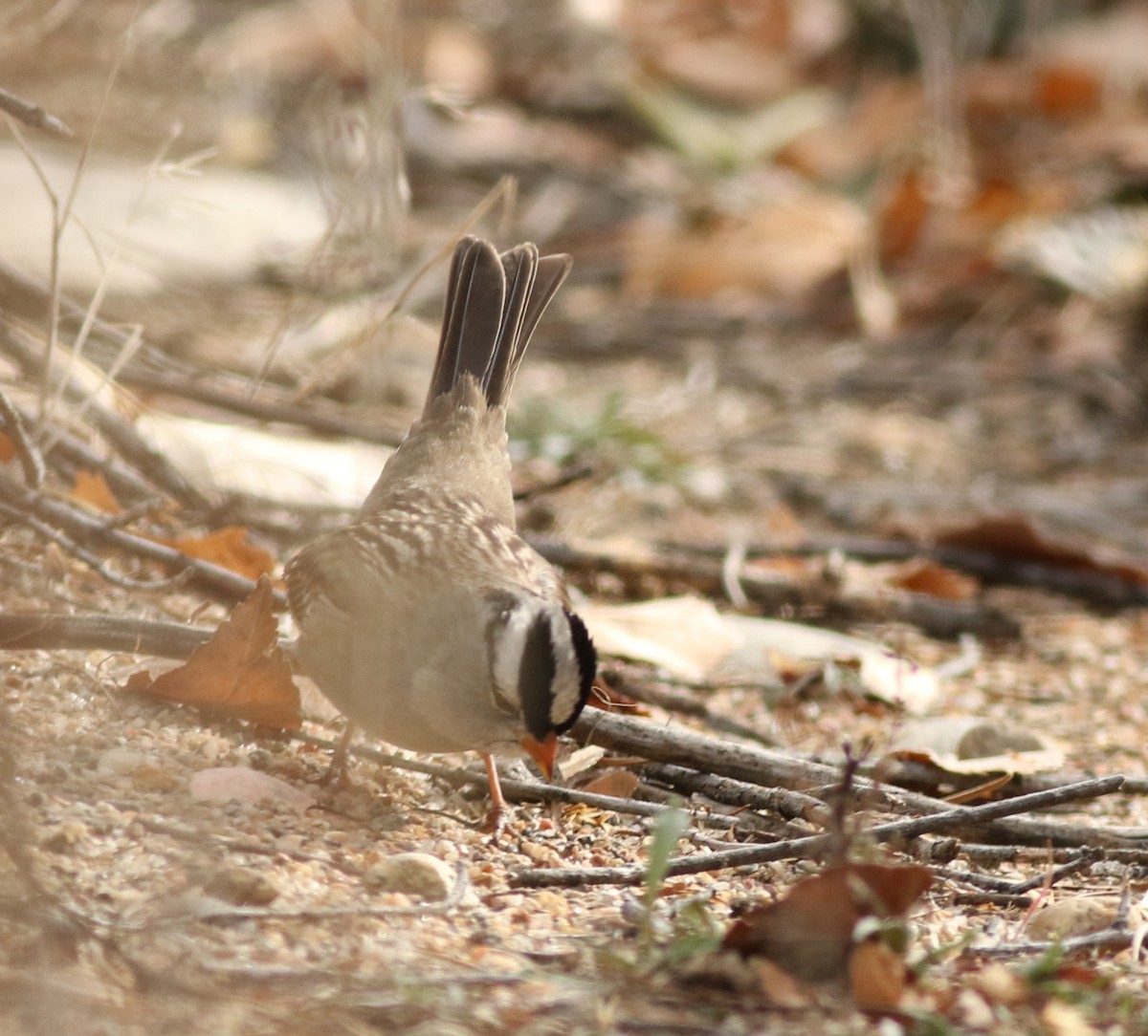White-crowned Sparrow - ML646450511